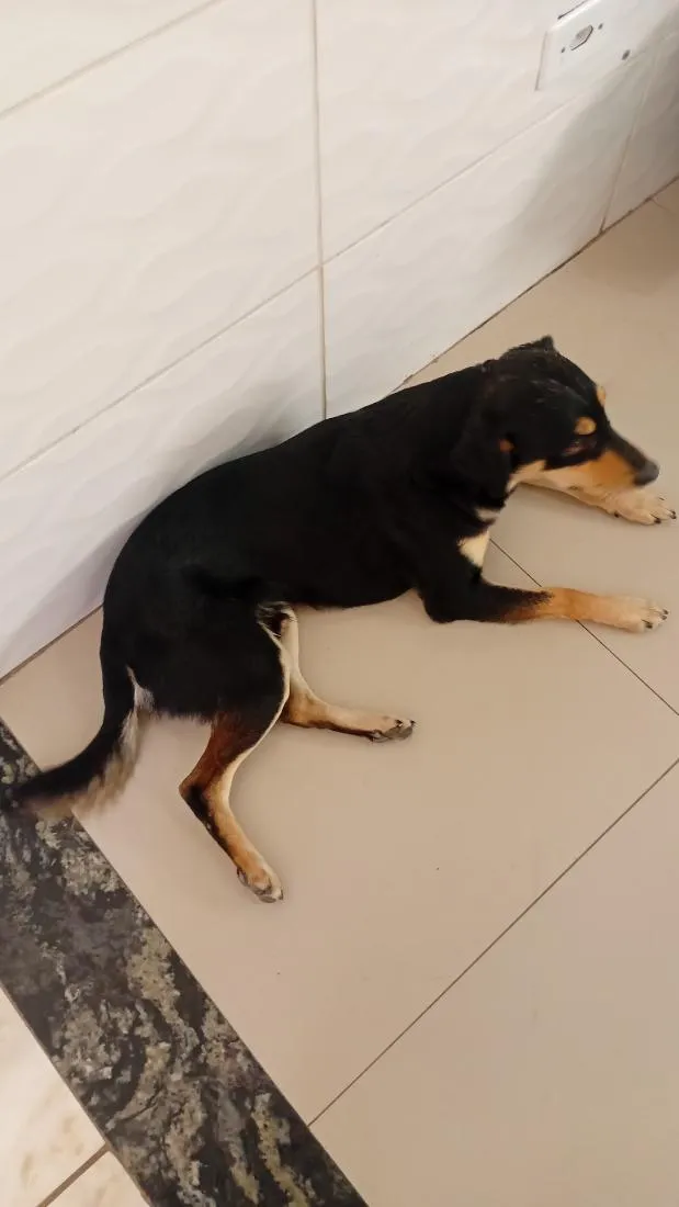 Cachorro raça SRD-ViraLata idade 2 anos nome cachorro esse é o nome deste de fihote