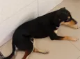 cachorro esse é o nome deste de fihote