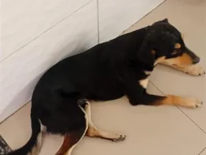 Cachorro raça SRD-ViraLata idade 2 anos nome cachorro esse é o nome deste de fihote