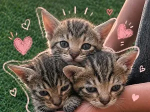 Gato raça SRD-ViraLata idade Abaixo de 2 meses nome Não tem nomes 