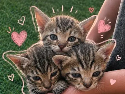 Gato raça SRD-ViraLata idade Abaixo de 2 meses nome Não tem nomes 