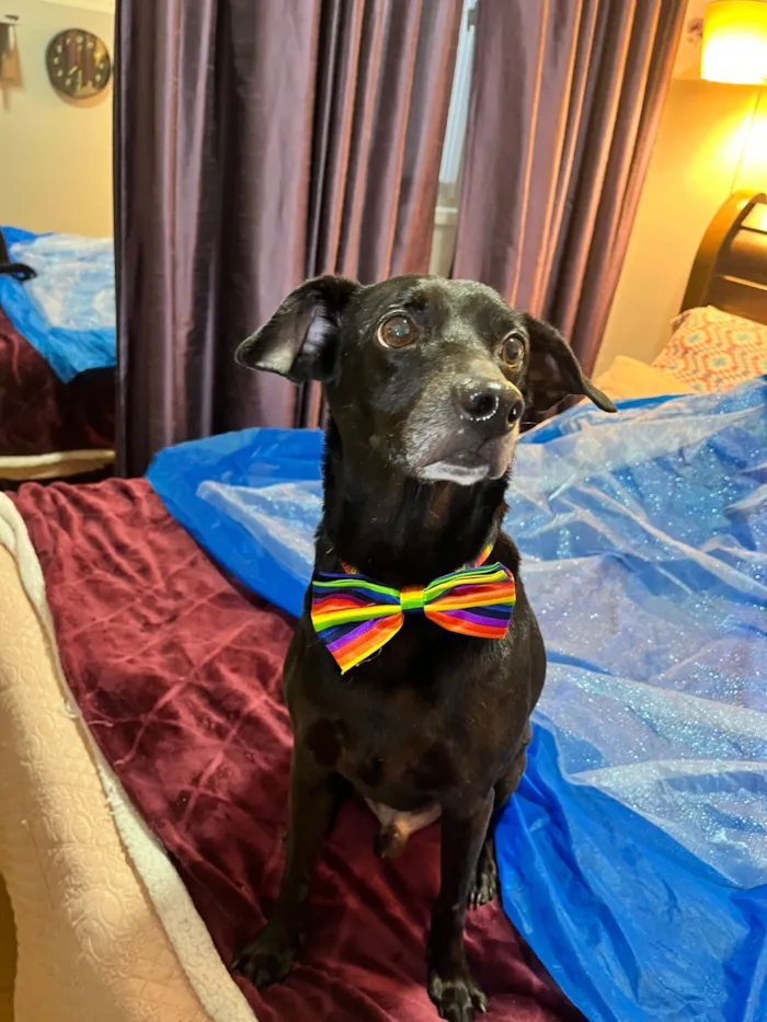 Cachorro raça SRD-ViraLata idade 4 anos nome Pretinho