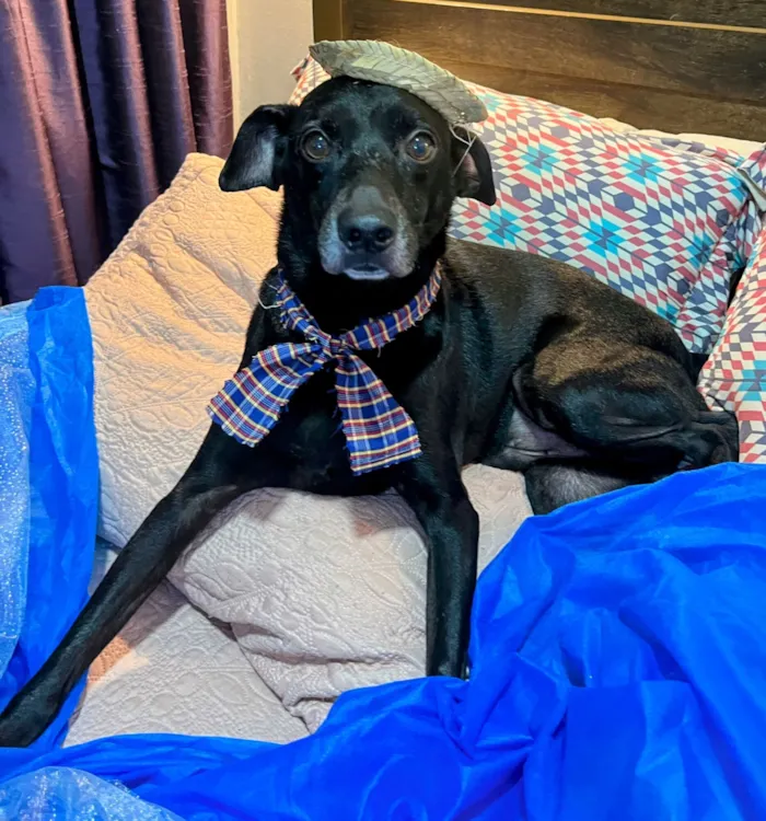 Cachorro raça SRD-ViraLata idade 4 anos nome Pretinho