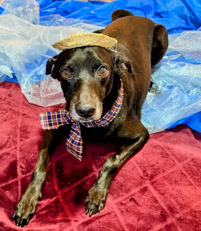 Cachorro raça SRD-ViraLata idade 4 anos nome Pretinho