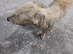Cachorro raça SRD-ViraLata idade 1 ano nome sem nome 