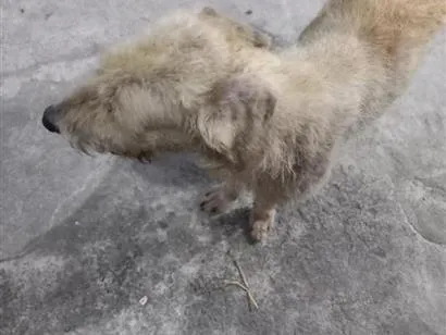 Cachorro raça SRD-ViraLata idade 1 ano nome sem nome 