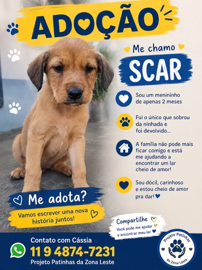 Cachorro raça SRD-ViraLata idade 2 a 6 meses nome Scar