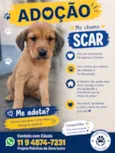 Scar