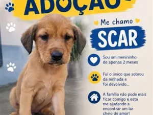 Cachorro raça SRD-ViraLata idade 2 a 6 meses nome Scar