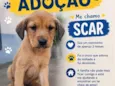 Scar