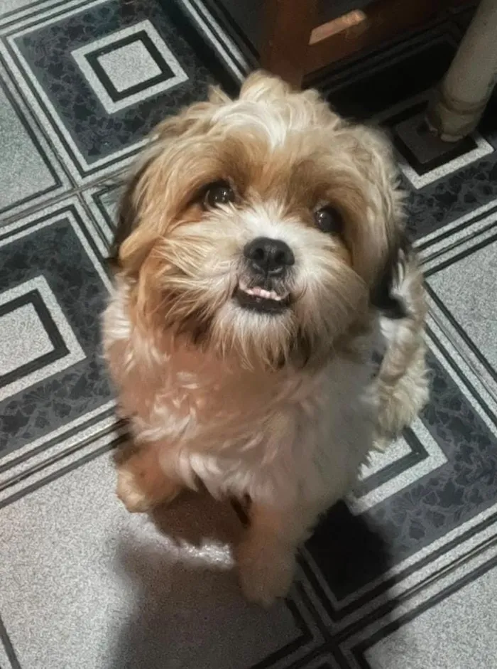 Cachorro raça Shitzu idade 3 anos nome Denis 