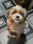 Denis