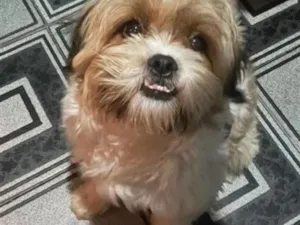 Cachorro raça Shitzu idade 3 anos nome Denis 