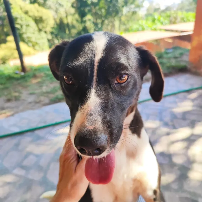 Cachorro raça SRD-ViraLata idade 1 ano nome Lana 