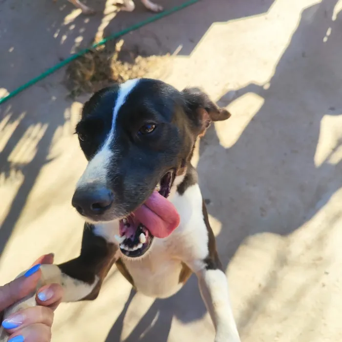 Cachorro raça SRD-ViraLata idade 1 ano nome Lana 
