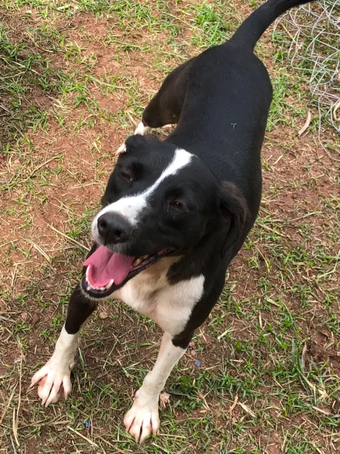 Cachorro raça SRD-ViraLata idade 1 ano nome Lana 