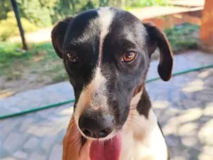Cachorro raça SRD-ViraLata idade 1 ano nome Lana 