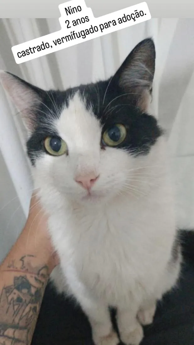 Gato raça SRD-ViraLata idade 2 anos nome Nino