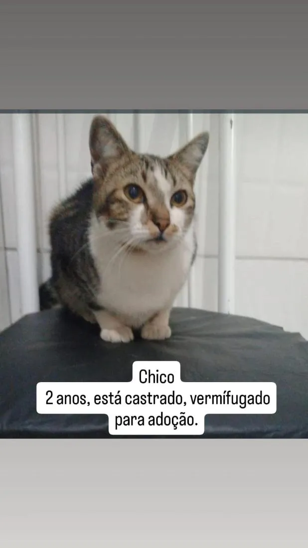 Gato raça SRD-ViraLata idade 2 anos nome Nino