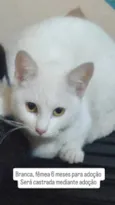 Nino