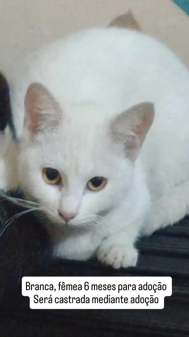 Gato raça SRD-ViraLata idade 2 anos nome Nino