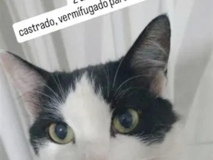 Gato raça SRD-ViraLata idade 2 anos nome Nino