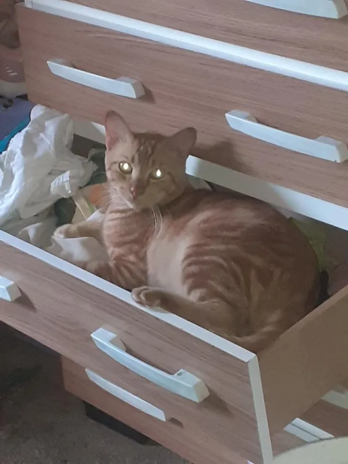 Gato raça SRD-ViraLata idade 2 anos nome major