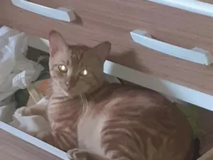 Gato raça SRD-ViraLata idade 2 anos nome major