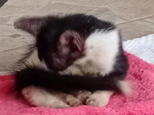 Gato raça SRD-ViraLata idade 2 a 6 meses nome Megumi 