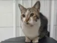 Nino