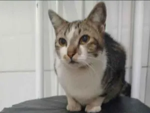 Gato raça SRD-ViraLata idade 2 anos nome Nino