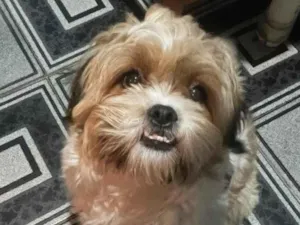 Cachorro raça Shitzu idade 3 anos nome Denis 