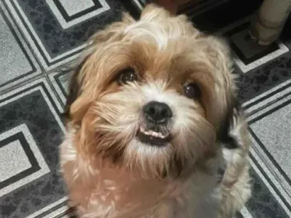 Cachorro raça Srd idade 2 anos nome Denis 