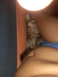 Raposinha