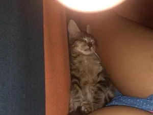 Gato raça SRD-ViraLata idade 7 a 11 meses nome Raposinha