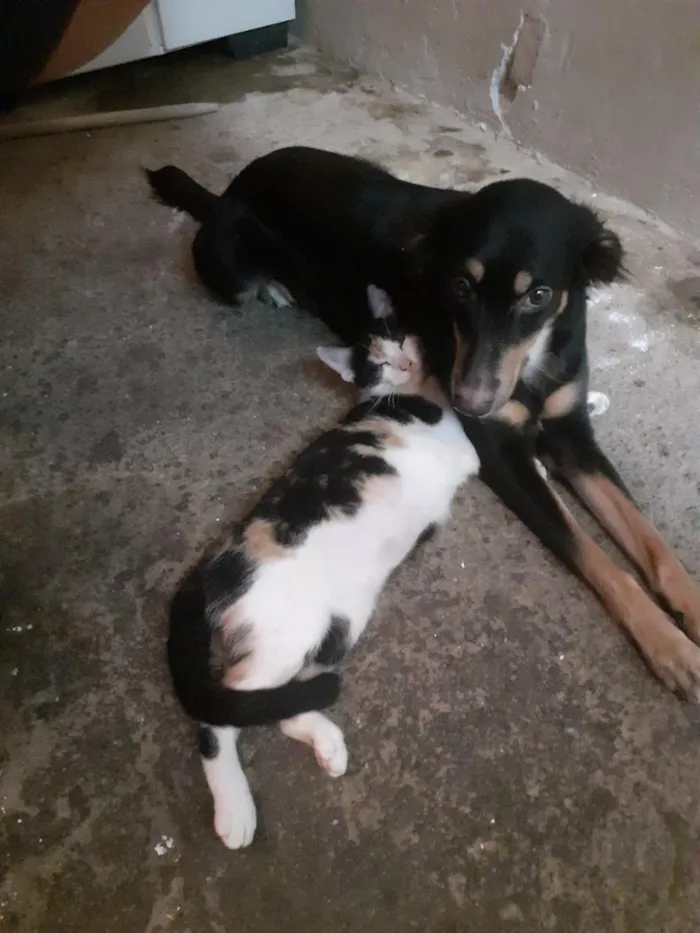 Gato raça SRD-ViraLata idade 1 ano nome Diva