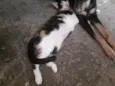 Diva