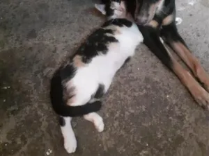 Gato raça SRD-ViraLata idade 1 ano nome Diva