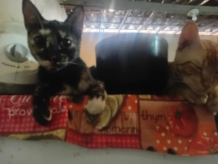 Gato raça SRD-ViraLata idade 2 a 6 meses nome Pretinha