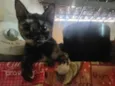 Pretinha