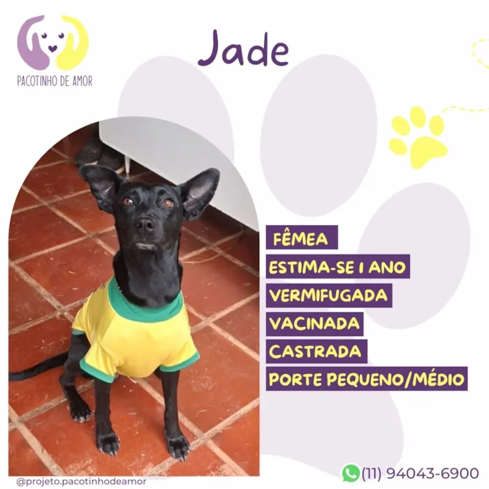 Cachorro raça SRD-ViraLata idade 1 ano nome Jade