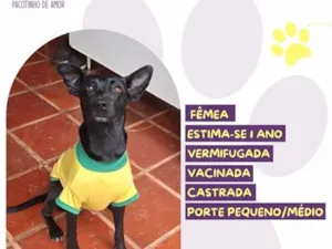 Cachorro raça SRD-ViraLata idade 1 ano nome Jade