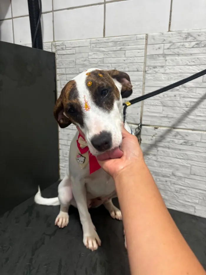 Cachorro raça SRD-ViraLata idade 3 anos nome drica 