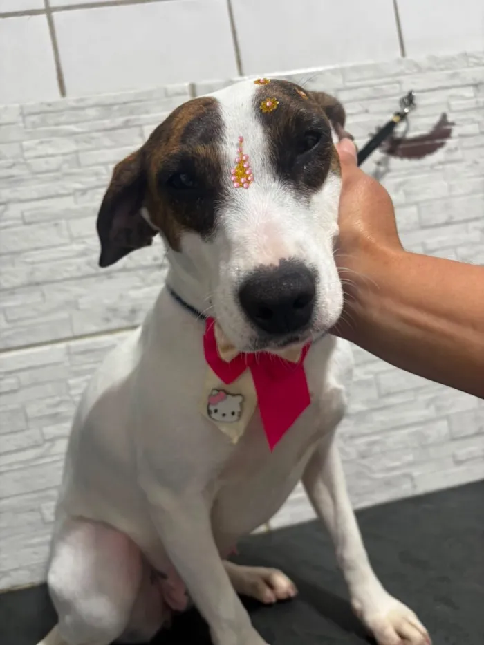 Cachorro raça SRD-ViraLata idade 3 anos nome drica 