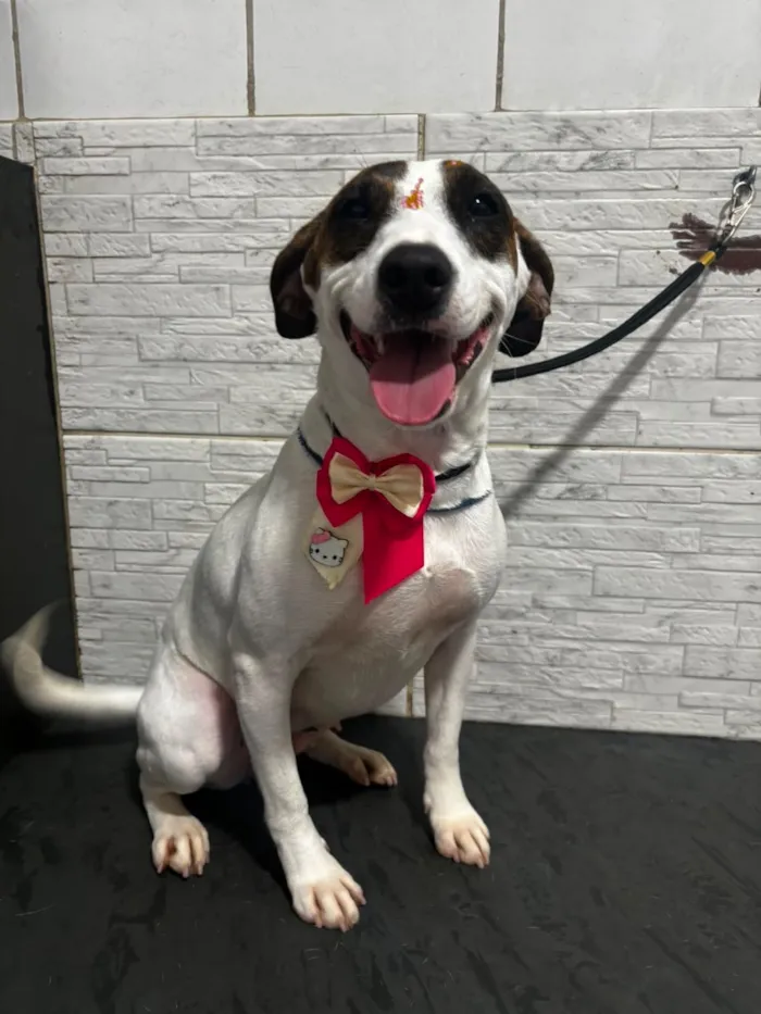 Cachorro raça SRD-ViraLata idade 3 anos nome drica 