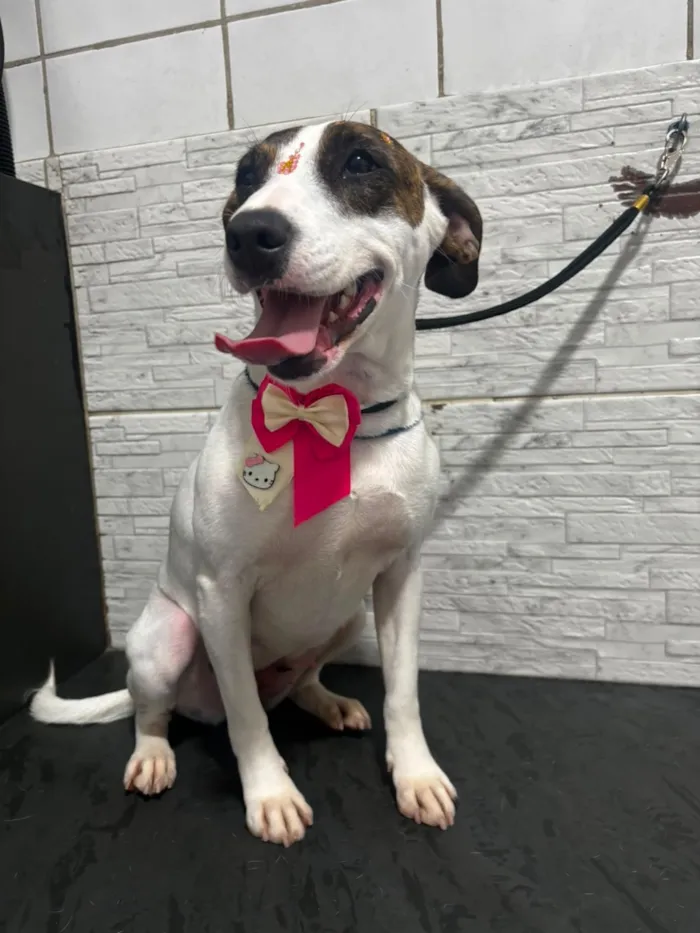Cachorro raça SRD-ViraLata idade 3 anos nome drica 