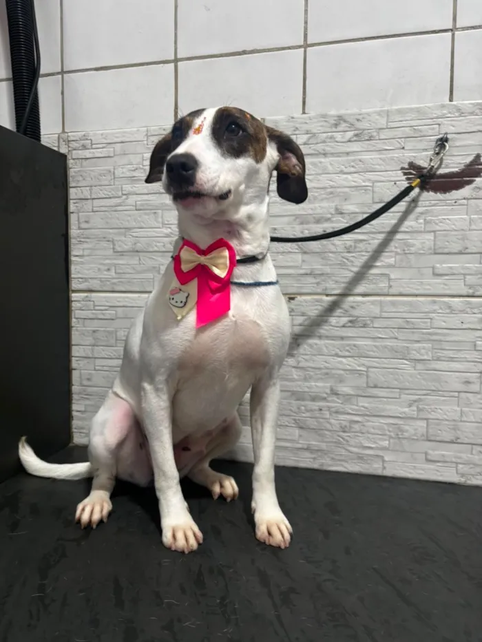 Cachorro raça SRD-ViraLata idade 3 anos nome drica 