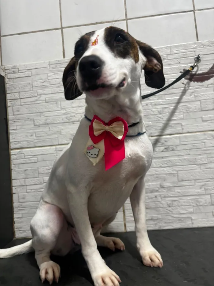 Cachorro raça SRD-ViraLata idade 3 anos nome drica 