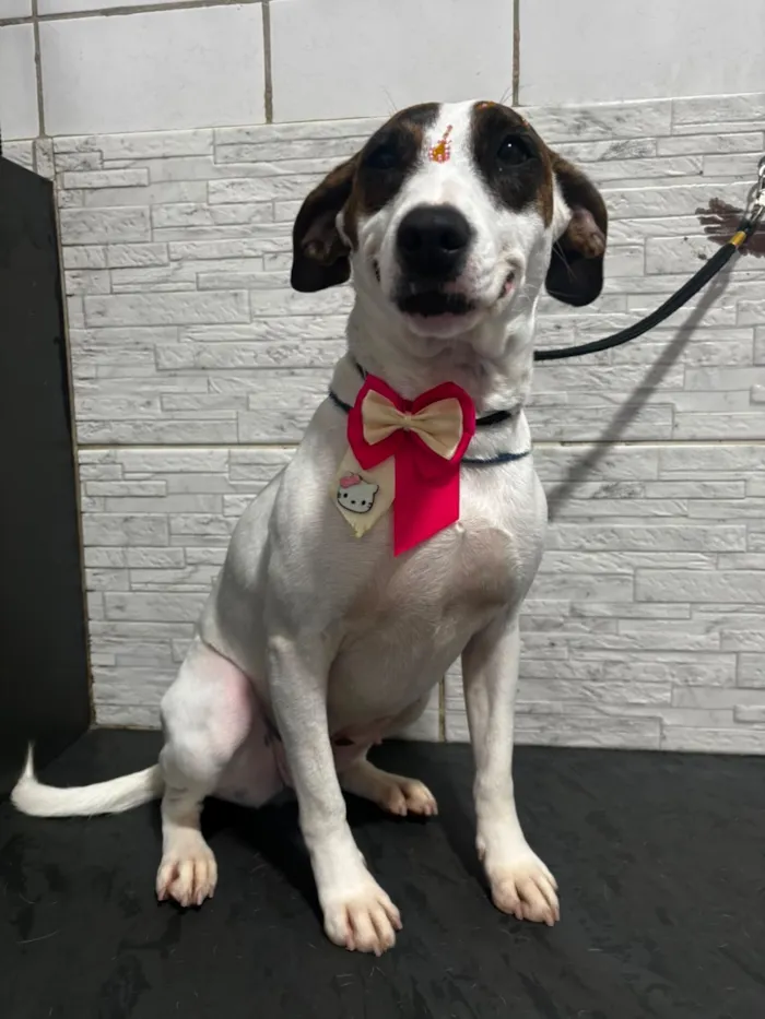 Cachorro raça SRD-ViraLata idade 3 anos nome drica 