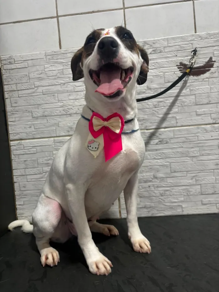 Cachorro raça SRD-ViraLata idade 3 anos nome drica 